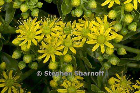 aeonium arboreum var holochrysum 5 graphic